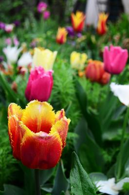 Прикрепленное изображение: DSC_1068.jpg